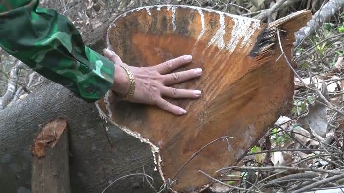 Phá rừng tại Quảng Bình: Đề nghị khởi tố tội hủy hoại rừng