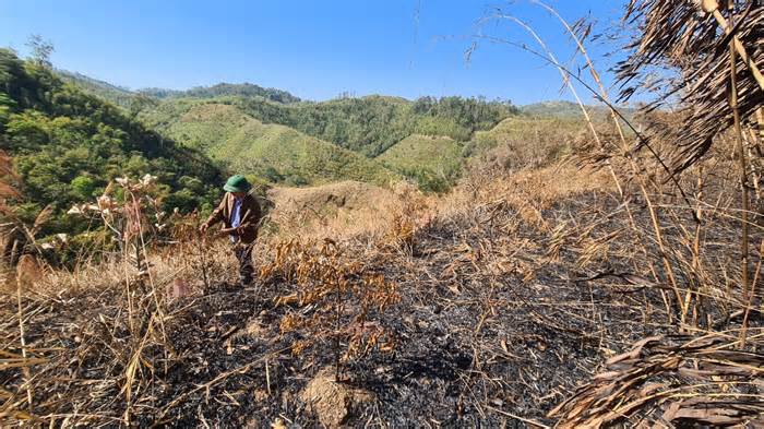 Đốt rừng phòng hộ chiếm đất, bị buộc nộp lại số lợi bất hợp pháp gần 3.000 đồng