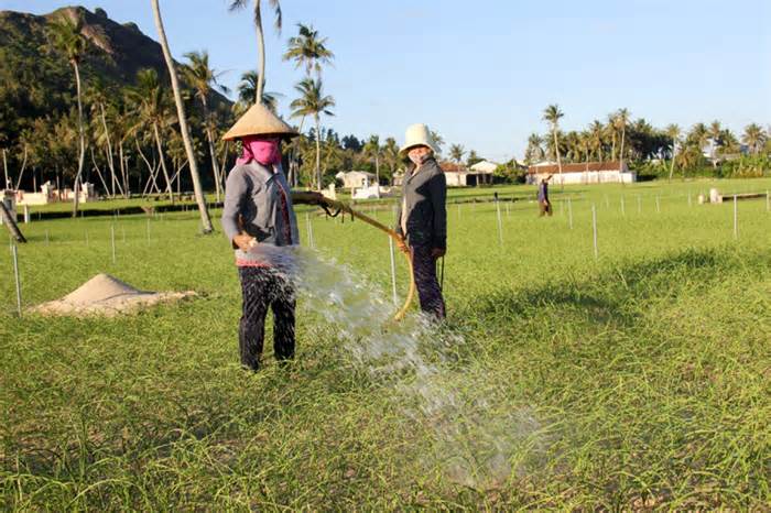 Người dân ồ ạt đào giếng, đảo tiền tiêu Lý Sơn cạn kiệt nước ngọt