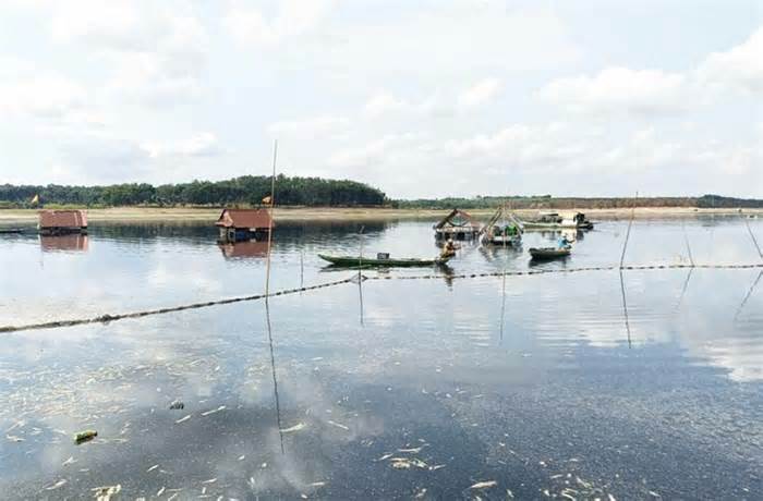 200 tấn cá chết ở hồ thuỷ lợi tại Đồng Nai đã được dọn