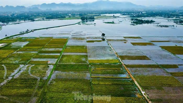 Chiến sỹ Trung đoàn tên lửa ngâm mình gặt lúa giúp dân vùng rốn lũ Chương Mỹ