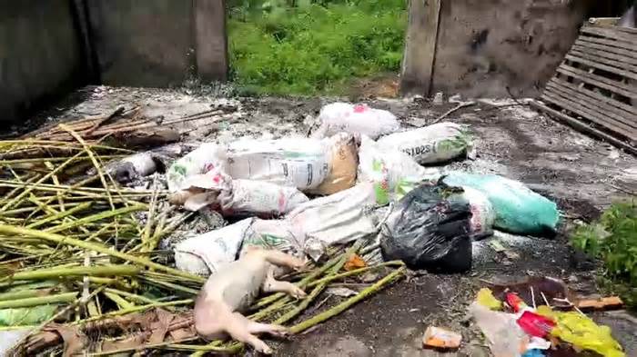 Phát hiện cả trăm xác lợn chết trôi trên các kênh nước ở Thanh Hóa