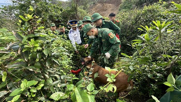 Chó nghiệp vụ quần thảo, phát hiện thêm 1 gói ma túy ở bờ biển Quảng Ngãi