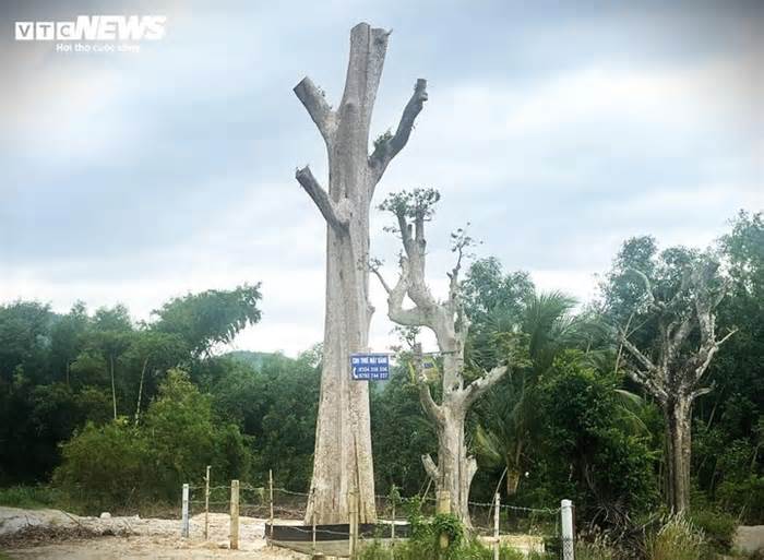 'Uẩn khúc' phía sau cây bằng lăng rừng được rao bán 220 triệu đồng tại Bình Định