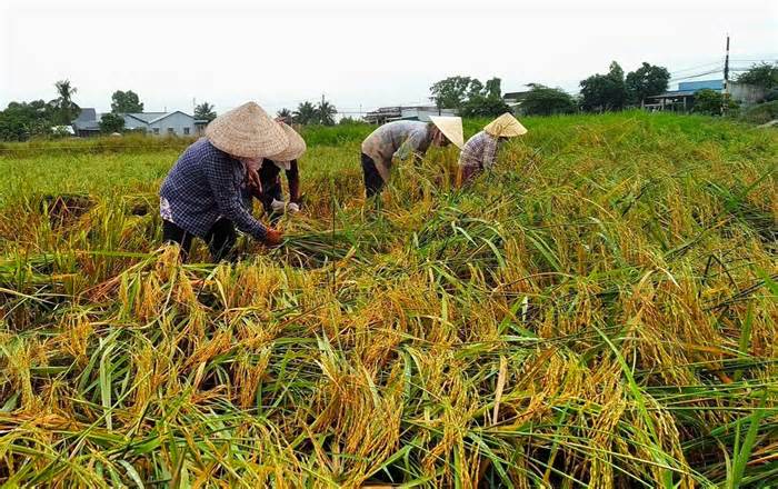 Sản xuất lúa gạo chủ lực, nông dân Miền Tây vẫn chật vật, khó khăn