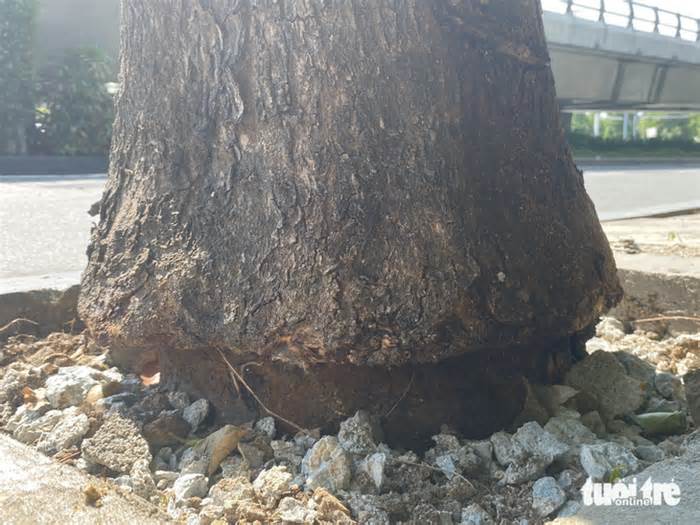 Đục bê tông ‘giải cứu’ cây xanh trên đường vào sân bay Tân Sơn Nhất