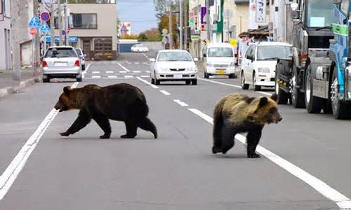 Nhật Bản: Gấu đen tấn công một cặp vợ chồng ở tỉnh Niigata