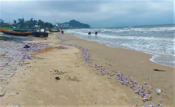 Hàng tấn sò tím dạt vào bờ biển Hà Tĩnh, người dân đổ xô nhặt 'lộc trời'