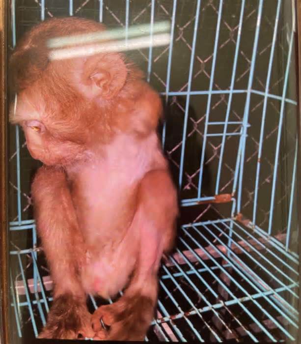 Khỉ nuôi 10 năm cắn cả 2 vợ chồng chủ ở Nha Trang phải nhập viện