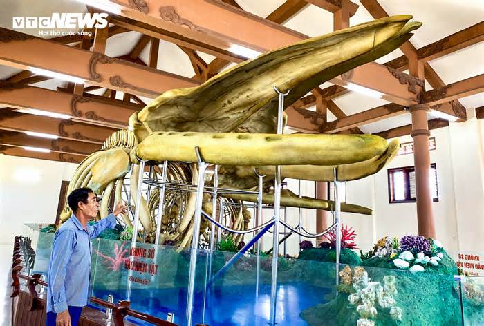 2 bộ xương cá voi lớn nhất Việt Nam ở Lý Sơn