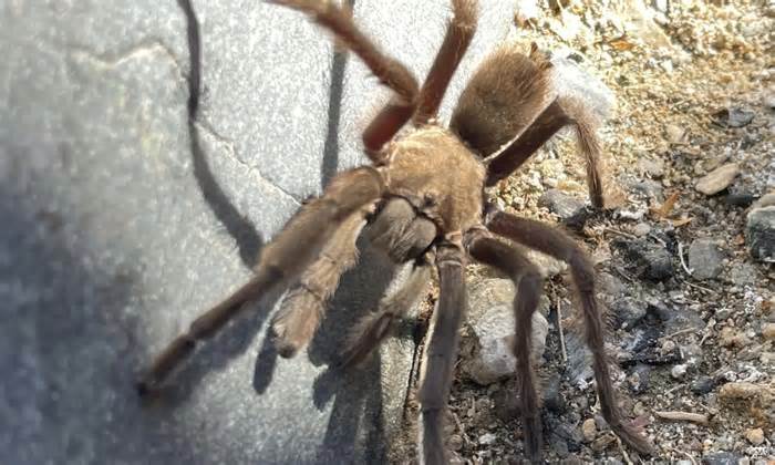 Tai nạn ở Vườn quốc gia Thung lũng Chết vì một con nhện