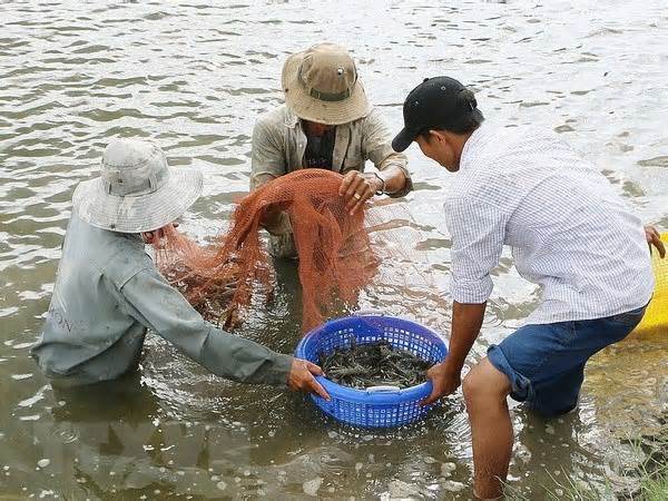 Trà Vinh: Sản lượng khai thác, nuôi trồng thủy sản giảm gần 8.600 tấn