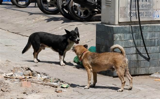 Tái diễn tình trạng chó thả rông, không rọ mõm tại Hà Nội
