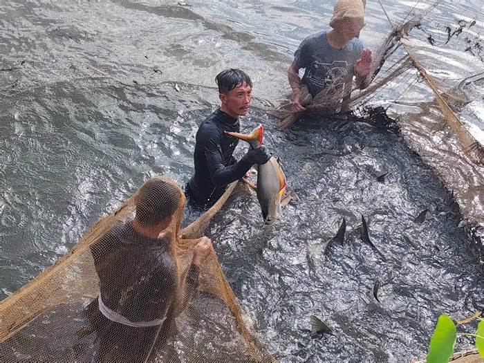 Độc đáo kéo lưới bắt nhiều cá 'khủng' ở Giếng nước Mỹ Tho