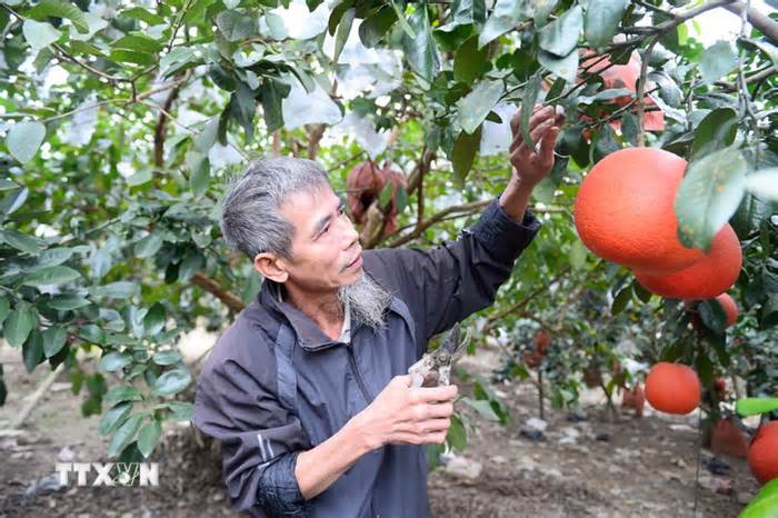 Thanh Hóa: Đặc sản mang sắc đỏ may mắn hút khách dịp Tết