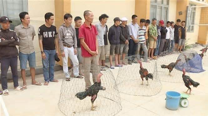 Đắk Lắk: Đột kích, bắt giữ hàng chục đối tượng đang đá gà ăn tiền
