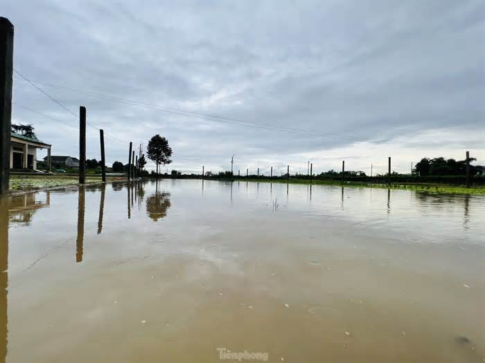 Mưa lớn kéo dài, nông dân Quảng Ngãi dầm mình dưới mưa vớt vát nông sản
