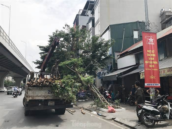 Hà Nội tiếp tục xử lý cây xanh gãy đổ