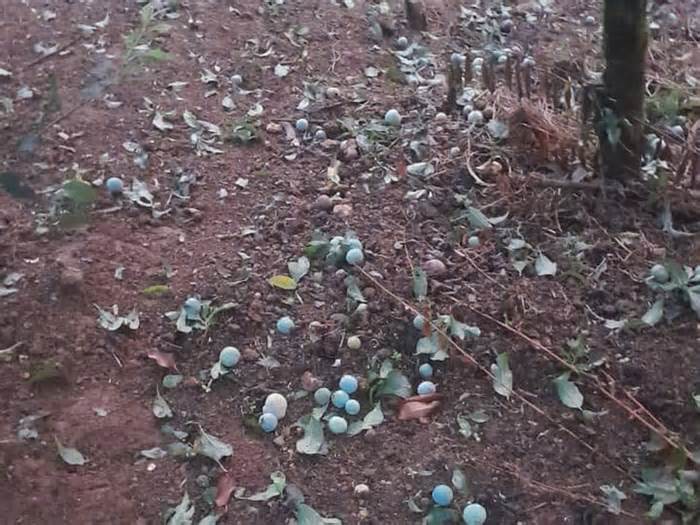 Mưa đá tàn phá hơn 80ha mận hậu tại Sơn La