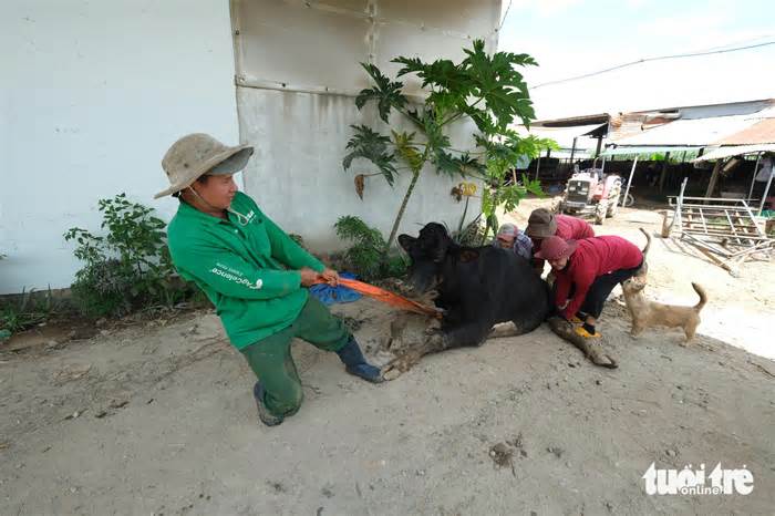 Đến hẹn chưa đền cho dân nuôi bò sữa, Lâm Đồng hối thúc Navetco