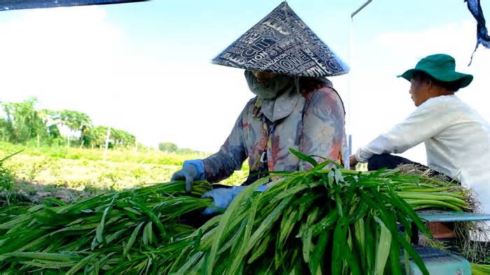 Canh tác rải vụ, nông dân không còn lo chuyện được mùa mất giá