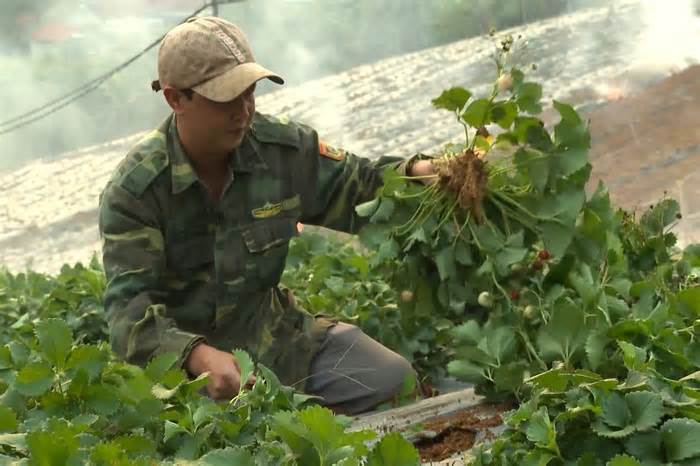 Giá dâu tây giảm sâu, người nông dân Sơn La ngậm ngùi phá bỏ