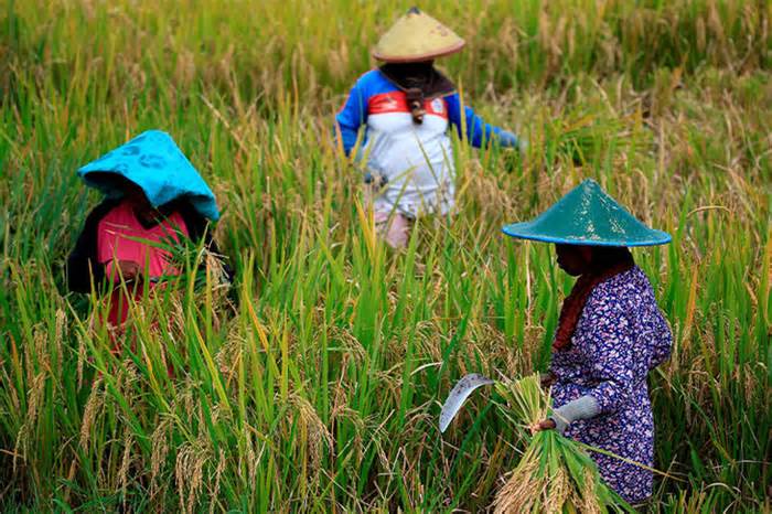 Dân Indonesia phải xếp hàng vì thị trường thiếu gạo