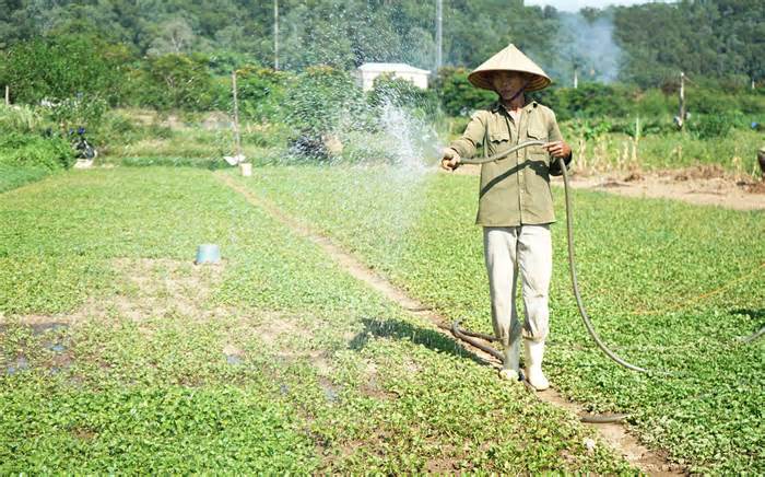Trồng rau má cổ, người nông dân ở Thanh Hóa thu hàng trăm triệu mỗi năm