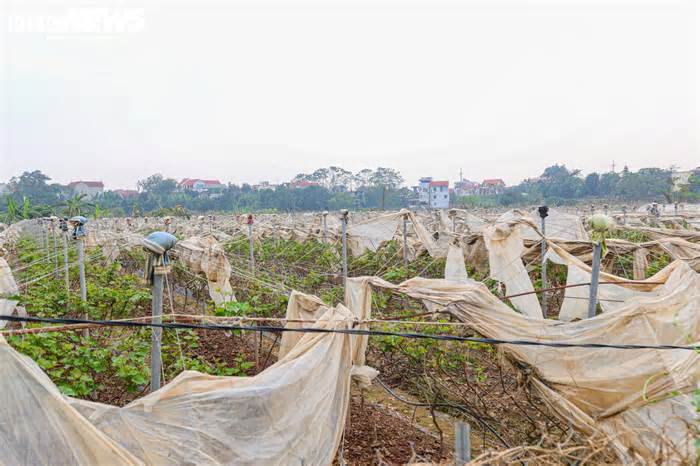 Lão nông dốc tiền gieo mầm xanh cho vườn nho Hạ Đen bị bão lũ quật nát