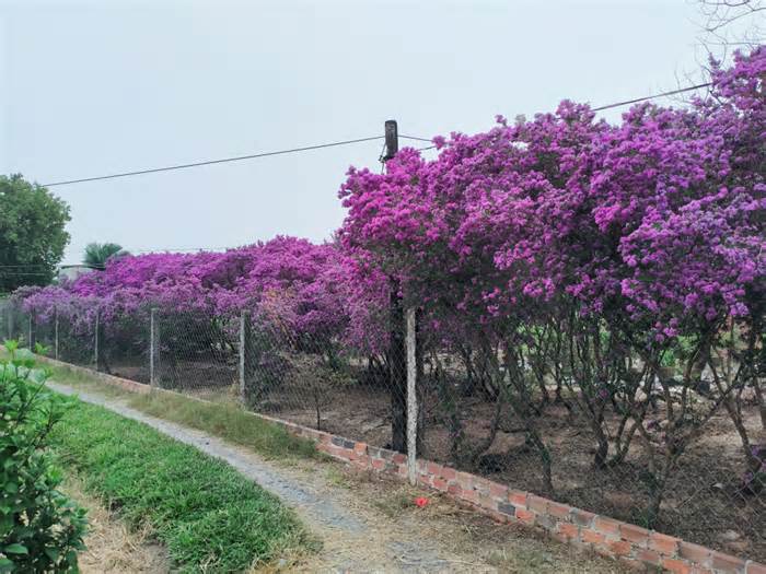 Phát sốt bước vào vườn hoa Linh Sam màu tím khổng lồ ở Long An, tha hồ quay phim, chụp ảnh