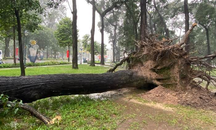 Cây cổ thụ trước Dinh Thống Nhất đổ trong mưa lớn