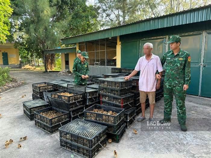 Tạm giữ đối tượng nhập lậu hơn 17.000 con gà giống trên vùng biển Quảng Ninh