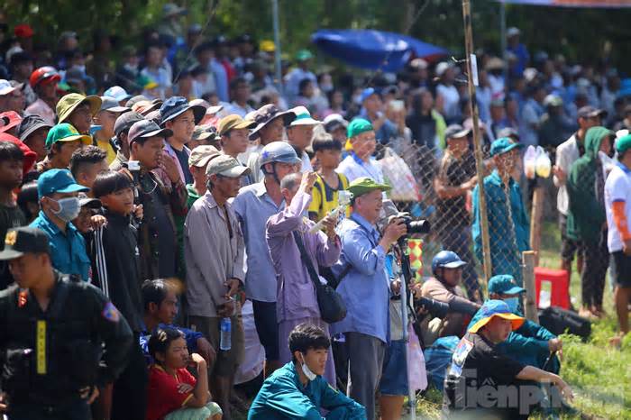 Gay cấn màn tranh tài đua bò Thất Sơn ở An Giang