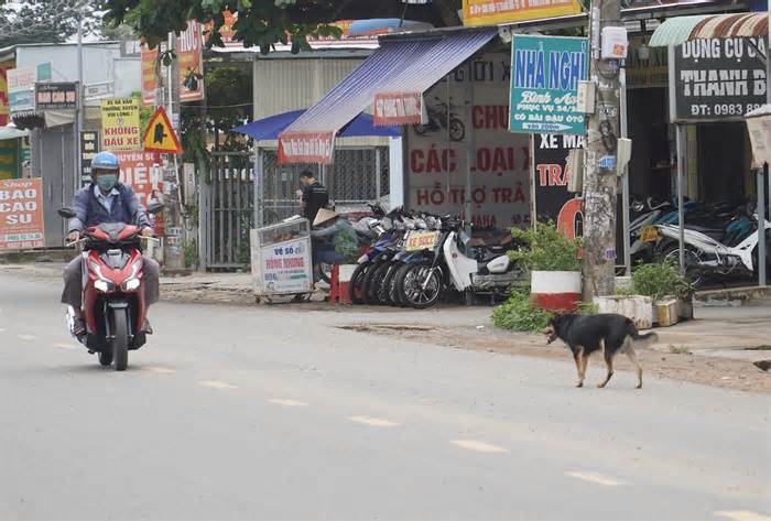 Xuất hiện ổ dịch chó dại ở Đồng Nai, người dân đổ xô đi chích ngừa