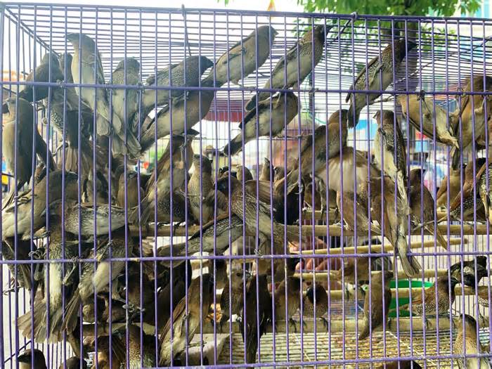 Chợ chim trời tồn tại hàng chục năm ở Quảng Ngãi