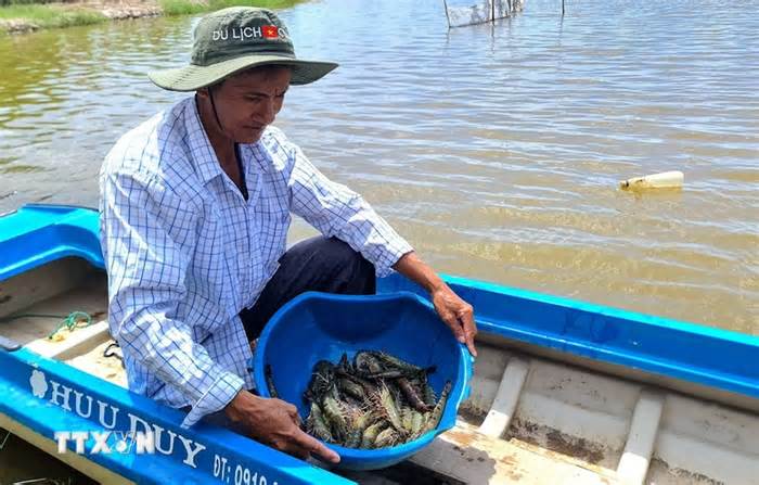 Trao chứng nhận cấp quốc tế cho vùng chuyên canh lúa-tôm ở Cà Mau