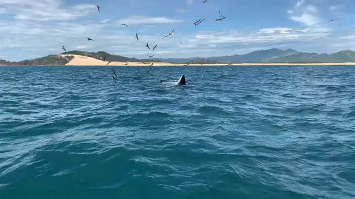 Xem clip cá voi lại xuất hiện ở biển Đề Gi - Vũng Bồi
