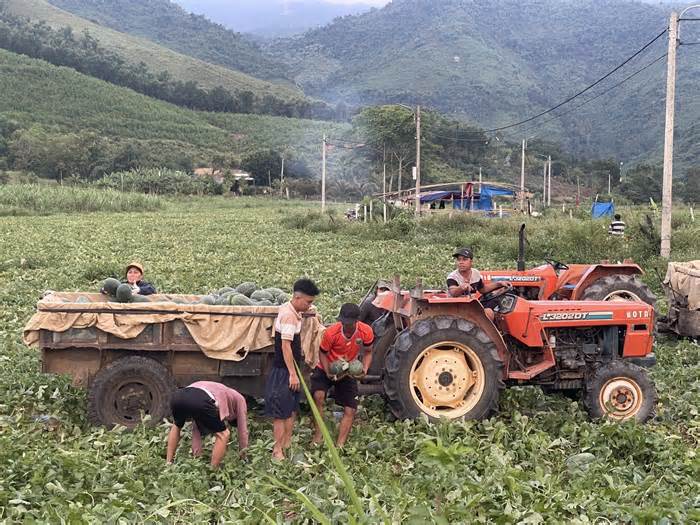 Nông dân Đà Nẵng phấn khởi thu hoạch dưa hấu
