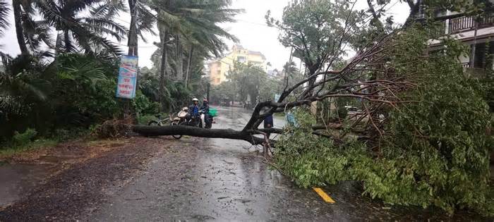 Quảng Nam mưa lớn, gió giật bật gốc cây ở Hội An