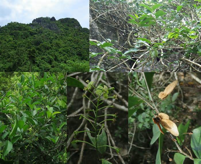 Phát hiện loài thực vật mới họ sơ ri tại núi đá vôi Quảng Trị