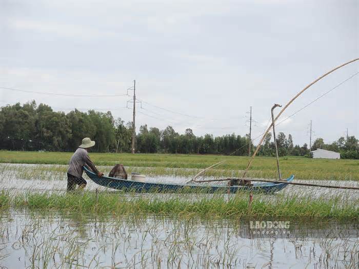 Độc đáo nghề đẩy côn mùa nước tràn đồng