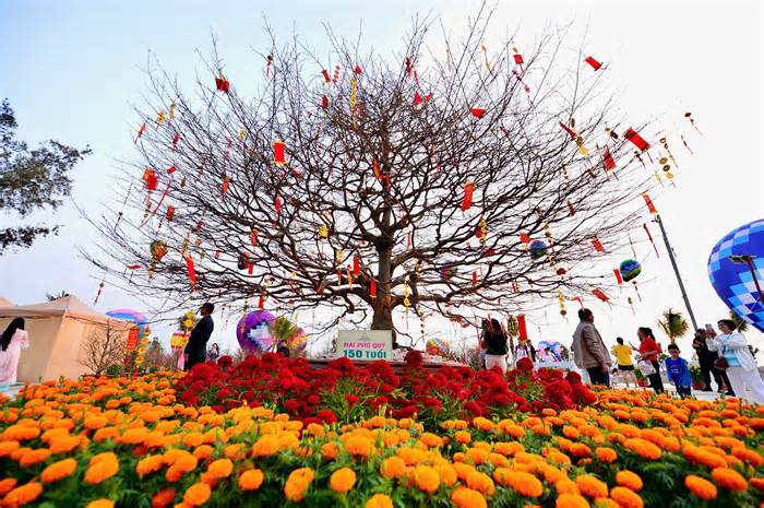 Lễ hội Xuân Cần Giờ tại Vinhomes Green Paradise có mai trăm tuổi, có khinh khí cầu