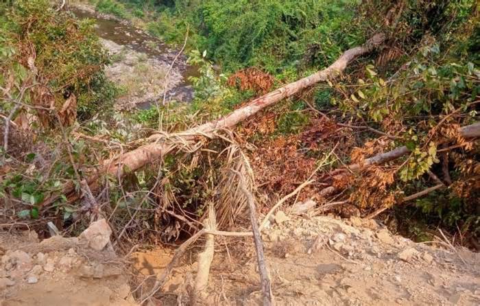 Đơn vị thi công nói do nhầm lẫn khi rừng tự nhiên bị ủi để làm đường tại Quảng Trị