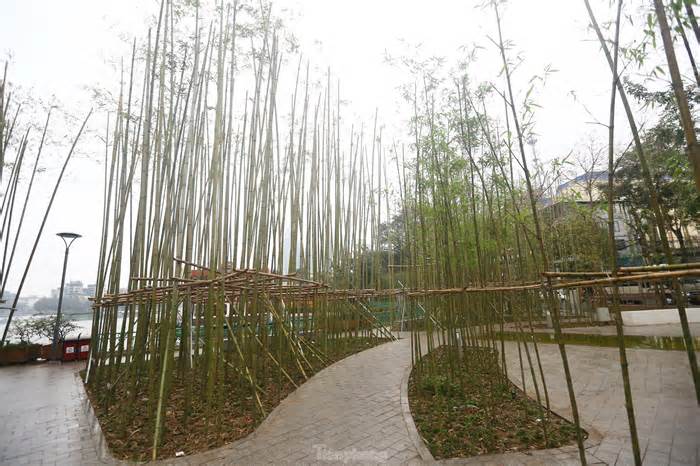 Lý do hàng nghìn cây trúc được trồng ven hồ Trúc Bạch ở Hà Nội