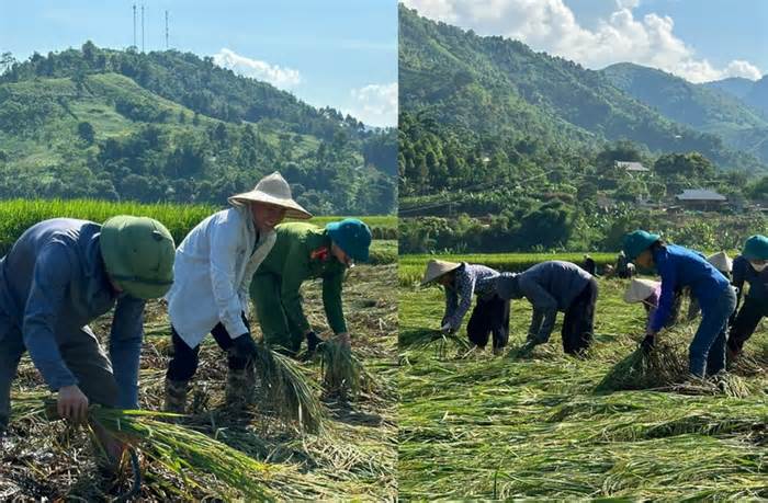 Lào Cai dồn sức phục hồi sản xuất nông nghiệp sau bão lũ