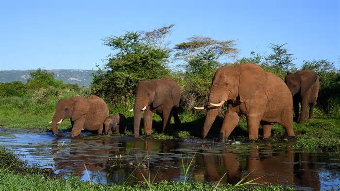 Du khách bị voi giẫm chết ở Nam Phi