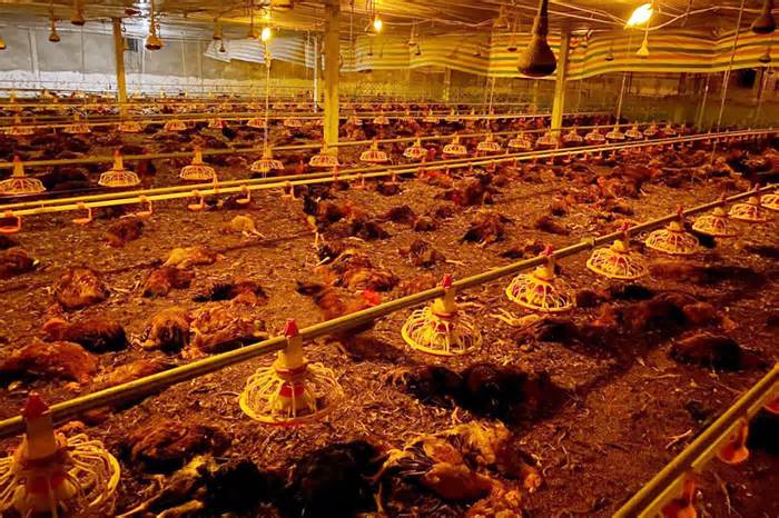 Khoảng 10.000 con gà bị chết ngạt do hỏng quạt thông gió