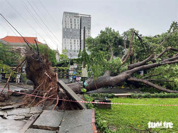 Cây xanh ở TP.HCM, Bình Dương đổ hàng loạt trong mưa