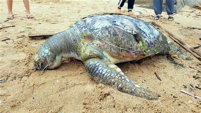 Xác rùa biển quý hiểm nặng hơn 80kg dạt vào bãi biển Vũng Tàu