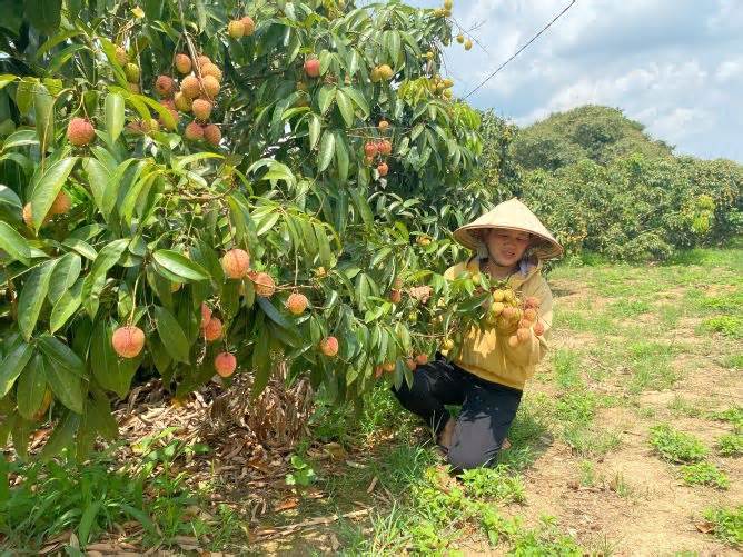 Nông dân Đắk Lắk bội thu nhờ mùa vải thiều chín sớm
